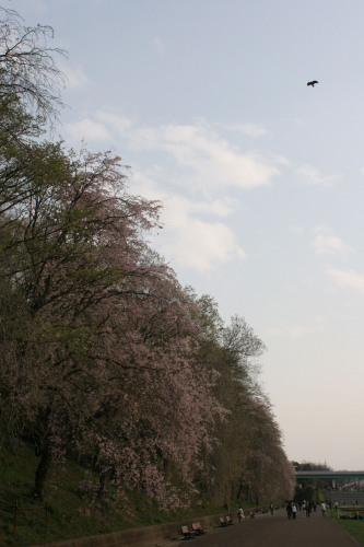 桜・こどもの国
