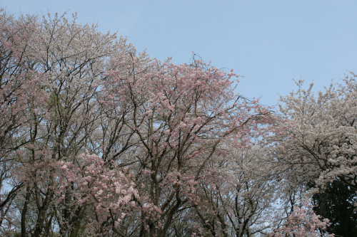 桜・こどもの国